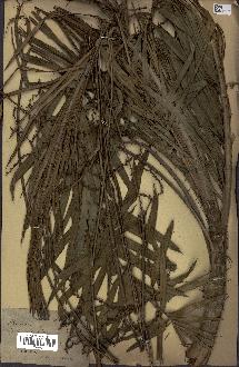 spécimen de Calamus viminalis