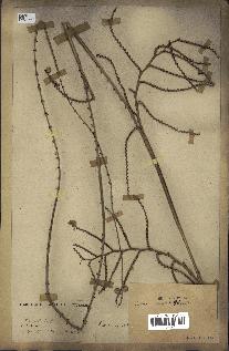 spécimen de Calamus viminalis