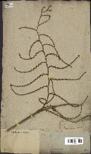 spécimen de Calamus viminalis