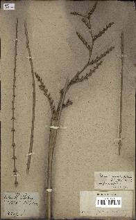 spécimen de Calamus viminalis