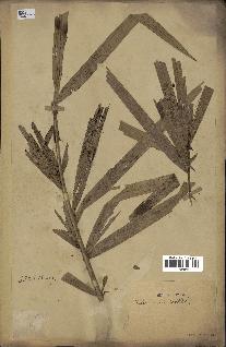 spécimen de Calamus viminalis