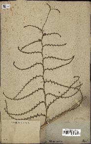 spécimen de Calamus viminalis