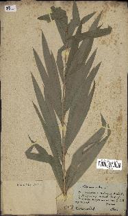 spécimen de Calamus viminalis