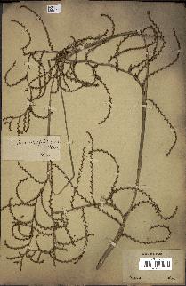 spécimen de Calamus viminalis