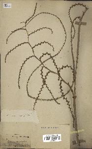 spécimen de Calamus viminalis