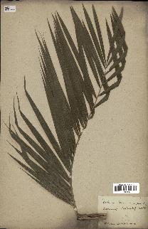 spécimen de Calamus viminalis