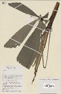 spécimen de Licuala sp.