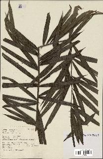 spécimen de Calamus sp.