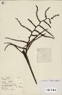 spécimen de Calamus sp.