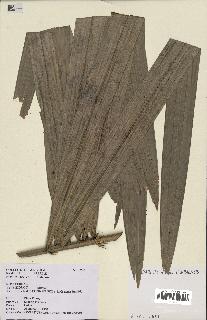 spécimen de Calamus sp.