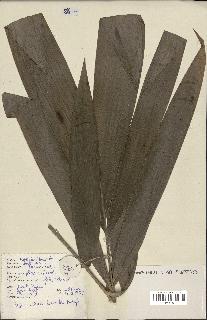 spécimen de Calamus sp.