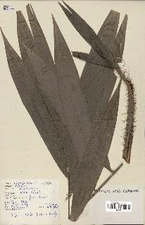 spécimen de Calamus sp.
