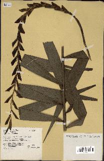 spécimen de Calamus sp.