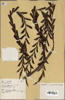 spécimen de Calamus sp.