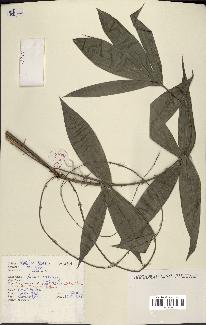 spécimen de Calamus sp.