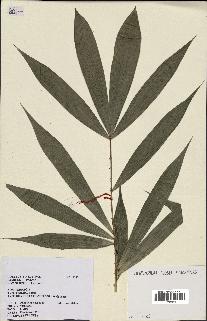 spécimen de Calamus sp.