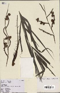 spécimen de Calamus rhabdocladus