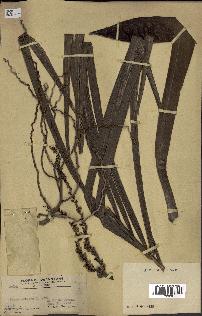 spécimen de Areca catechu