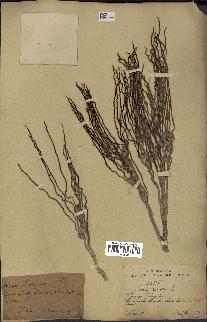 spécimen de Areca catechu