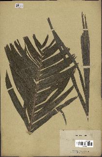 spécimen de Areca catechu