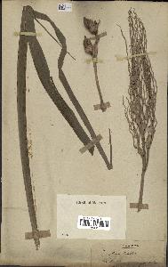 spécimen de Areca catechu