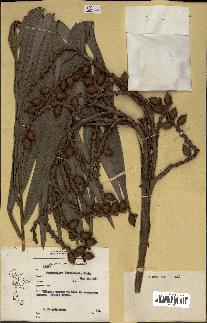 spécimen de Areca sp.