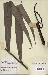 spécimen de Areca sp.
