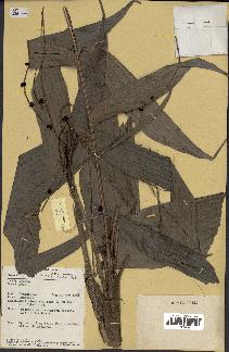 spécimen de Areca sp.