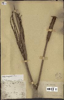 spécimen de Euterpe longepetiolata