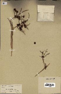 spécimen de Thrinax garberi