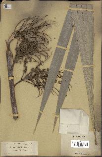 spécimen de Thrinax keyensis