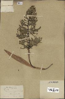 spécimen de Thrinax argentea