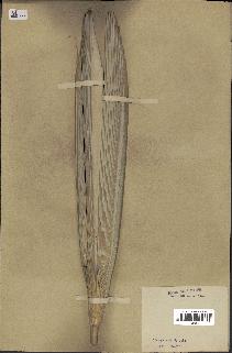 spécimen de Thrinax argentea