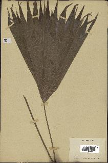 spécimen de Thrinax sp.