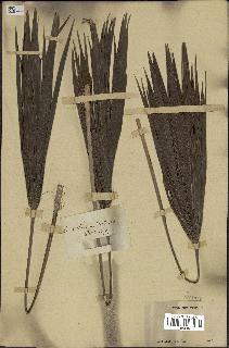 spécimen de Thrinax sp.