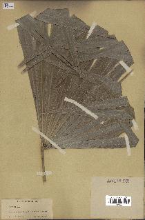 spécimen de Thrinax sp.