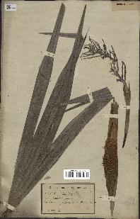 spécimen de Thrinax sp.