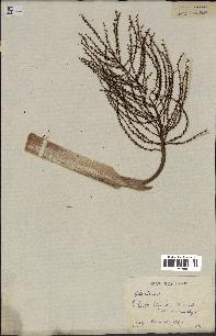 spécimen de Thrinax sp.