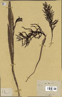 spécimen de Thrinax sp.