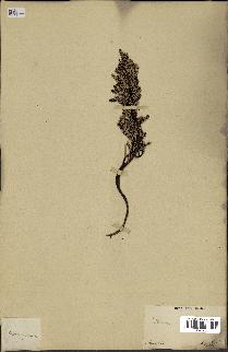 spécimen de Thrinax sp.