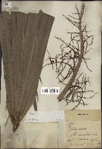 spécimen de Thrinax sp.