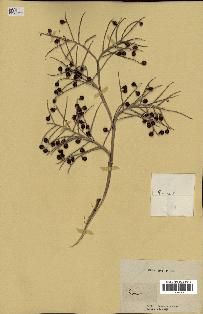 spécimen de Thrinax sp.