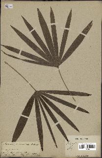 spécimen de Rhapis humilis