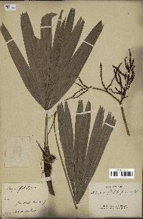 spécimen de Rhapis flabelliformis