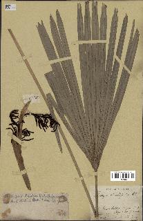 spécimen de Rhapis flabelliformis