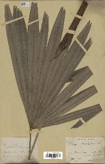 spécimen de Rhapis flabelliformis