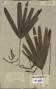 spécimen de Rhapis flabelliformis