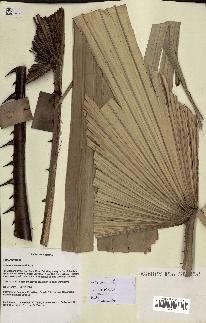 spécimen de Livistona chinensis
