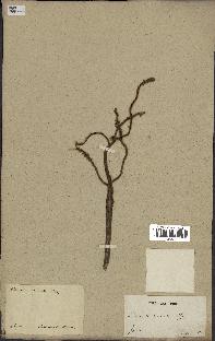 spécimen de Licuala spinosa