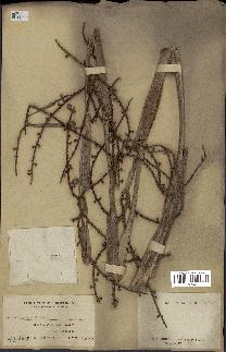 spécimen de Licuala spinosa